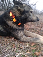 Rastreador GPS S9 Hunting dog